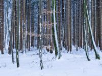 Winteridylle im Nadelwald